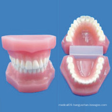 Human Natural Size Tooth Anatomic Nursing Model (R080111)